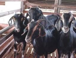 Jadi, sesuaikan dengan bahan yang tersedia di lingkungan saja (tidak perlu dipaksakan harus ada). Kambing Kacang Tips Meraih Sukses Beternak Kambing Kacang Secara Modern Belajar Beternak