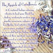 The Magick Of The Purple Cornflower Aka Centaurea Cyanus Magickal Herbs Psychic Magick
