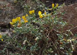 Image result for Lotus namulensis