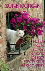 Katzengeburtstag In 2020 Guten Morgen Lustige Guten Morgen Grusse Liebe Guten Morgen Grusse