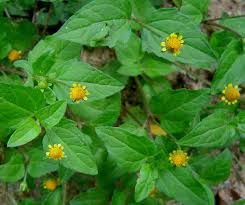 Image result for Spilanthes