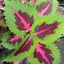 200+ gambar lucu bikin ngakak yang konyol dan gokil abis update terbaru 2018. Miana Iler Coleus Daun Lebar Warna Hijau Merah Pink Shopee Indonesia