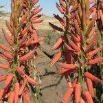Image result for Aloe littoralis