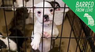 With over 50 years of service to pets and pet parents, petco is a leader among pet stores. Advocacy Alert Aspca