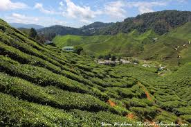 That's a tea plant, they grow that tall that's why the tea plantation workers have to trim them from time to time. cameron highlands provides a perfect environment for propagating tea. A Walk And A Tea Estate In The Cameron Highlands Malaysia The Road To Anywhere