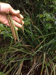 Image result for Carex bequaertii