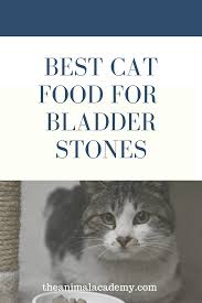 In this video dr jones shows you the 3 most common bladder stones in pets, along with the top 3 remedies. Best Cat Food For Bladders Stones What To Feed A Cat With Bladder Stones Best Cat Food Cat Remedies Cats