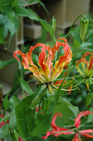 Image result for Gloriosa superba