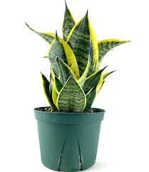 Image result for Vahadenia laurentii