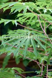 Image result for Manihot grahamii