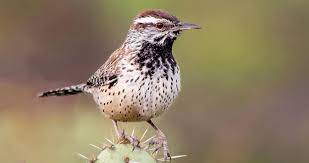 Predator alarm calls are usually a low. Cactus Wren Sounds All About Birds Cornell Lab Of Ornithology