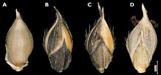 Image result for Echinochloa frumentacea