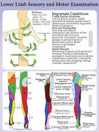 Lower Extremity Dermatomes And Myotomes Google Search