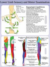 lower extremity dermatomes and myotomes google search