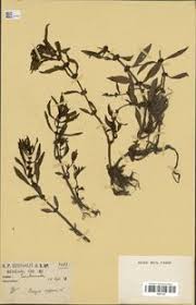 Image result for Bergia capensis