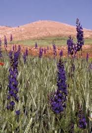 Image result for Thesium wilczekianum