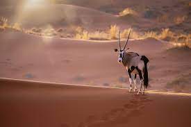 Dazzling golden rays hitting the arid sand mounds set against the backdrop of rich. Safari In Namibia Buchen Meiers Weltreisen