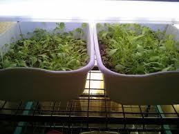 To prevent bolting of springtime crops, start romaine indoors. 5 Proven Ways To Growing Lettuce Indoors In Containers Year Round