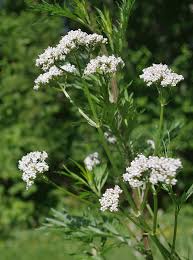 Special operatives valerian and laureline must race to identify the marauding menace and safeguard not just alpha, but the future of the universe. Valerian Valeriana Officinalis Caprifoliaceae Salt Spring Seeds