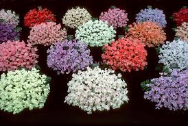 It attracts butterflies and comes in a variety of colors including blue, indigo, violet, white, red and pink. Pin On Flowers