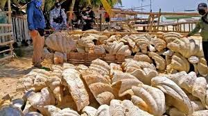 Maybe you would like to learn more about one of these? Philippines Giant Clam Shells Worth 25m Seized In Raid Bbc News