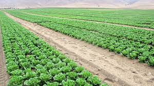 5 Studies That Help Explain How Organic Production Works - Growing Produce