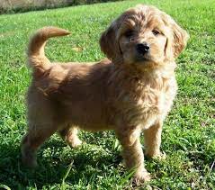 Golden Doodles Cute Dogs Forever Puppy Goldendoodle Puppy
