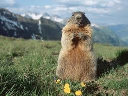 Alpine Marmot The Alpine Marmot Is A Species Of Marmot Found In Mountainous Areas Of Central And Southern Europe Descripti Marmot Photo Wildlife Photography