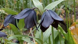 Otherwise, you can sort by categories such as bulk floral. Scottish Rock Garden Club Bulb Log Black Flowers Flowers For Sale Black Garden
