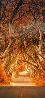 Hd wallpaper iphone wallpaper cute wallpaper cool wallpaper find your perfect wallpaper and download the image or photo for free. Forest Wallpaper 4k Road Daylight Aesthetic Autumn Fall Sunrays Nature 154