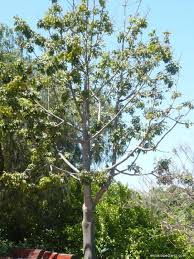 Image result for pachira obrázek