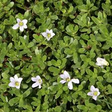 Image result for Bacopa monnieri
