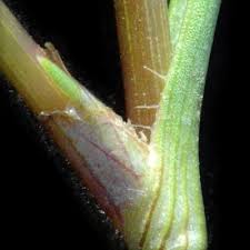 Image result for Commelina subulata