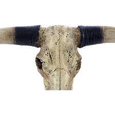 Compare the skull anatomy of various herbivores, carnivores, omnivores and insectivores. Southwestern Longhorn Skull Steer Head Rustic Bull Wall Hanging Decor Sculpture Replica Home Decor Home Dedeso De