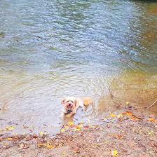 Im gesamten westpark und auf den wegen von städtischen grünanlagen in bereichen, wo sie die „grünen poller mit durchgestrichenem hundesymbol. Beispiele Fur Unsere Ausfluge Nur Fur Kleine Hunde In Munchen