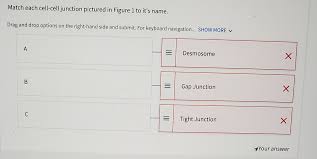 Plasmodesmata are junctions between plant cells, whereas animal cell contacts include tight junctions, gap junctions, and desmosomes. Activity 1 Animal Cell Junctions The Cells In Chegg Com