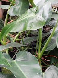 Xl Philodendron Tuxtlanum Red Queen Plant In 2x2x9 Pot Plants Philodendron Large Plants