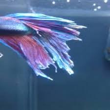 Betta fish develop fin rot when kept in water that's not clean enough. Betta Fish Fin Rot Complete Guide Aquatic Delights