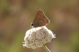 Image result for Satyrium carsonii