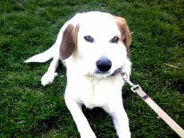Arnaud labbe (* 1976), französischer radrennfahrer charles émile labbé (1820 1885), französischer maler. Labbe Labbes Beagle X Labrador Retriever