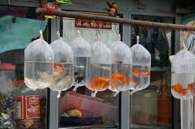 Sri Lanka Negombo Gold Fish At Fish Market 2011 Golden Fish Japanese Aesthetic Goldfish