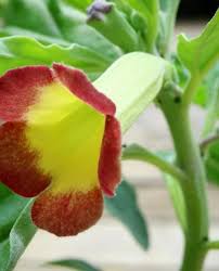 Image result for Pterodiscus