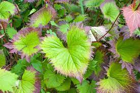 Check spelling or type a new query. 25 Best Shade Perennials Perennial Flowers For Shade