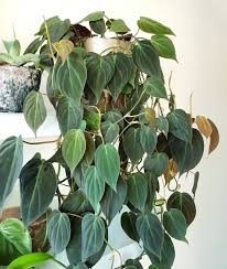 Philodendron Micans Velvet Leafed With A Bronze Hue To The Leaves How To Grow A Philodendron Https Www Houseplant41 Philodendron Plant Plants Pretty Plants