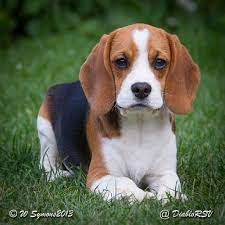 The Beagle Is A Breed Of Hunting Dog That Has Been A Popular Human Companion For Centuries Here List Of Different Types Of Beag Beagle Puppy Beagle Beagle Dog