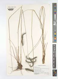 Image result for Ctenium concinnum