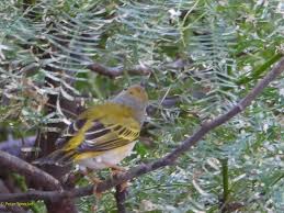 What is this? Tucson Arizona November 2024