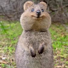 This Cute Creature Is A Quokka From Rottnest Island Off Perth Western Australia They Are About The Size Of A Housecat A Quokka Funny Animals Happy Animals