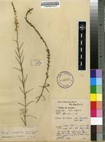 Image result for Striga bilabiata