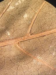 Image result for Landolphia ligustrifolia